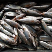 Wholesale Fresh Frozen Fish Mackerel Frozen Whole Mackerel Prices Frozen Pacific Frozen Horse Mackerel Fish