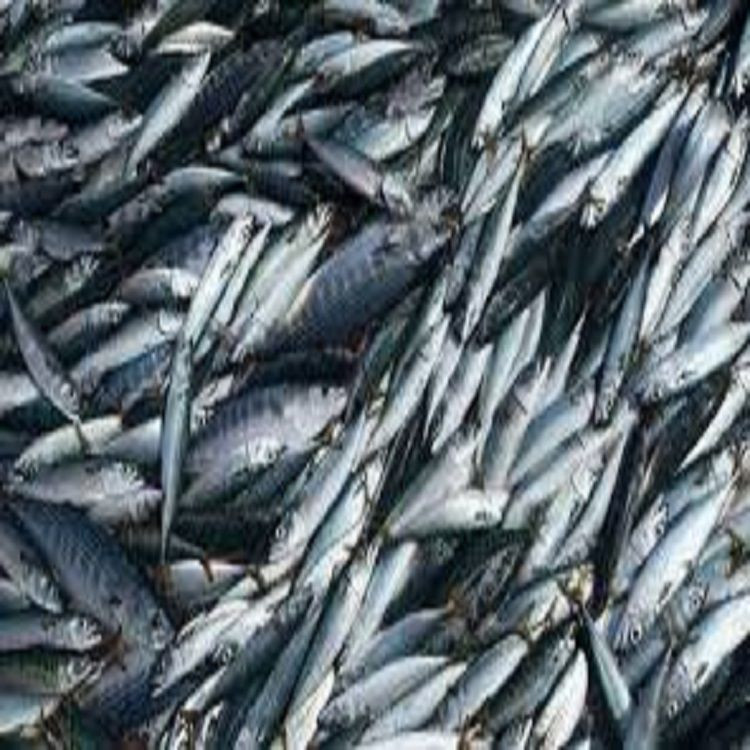 Wholesale Fresh Frozen Fish Mackerel Frozen Whole Mackerel Prices Frozen Pacific Frozen Horse Mackerel Fish