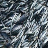 Wholesale Fresh Frozen Fish Mackerel Frozen Whole Mackerel Prices Frozen Pacific Frozen Horse Mackerel Fish