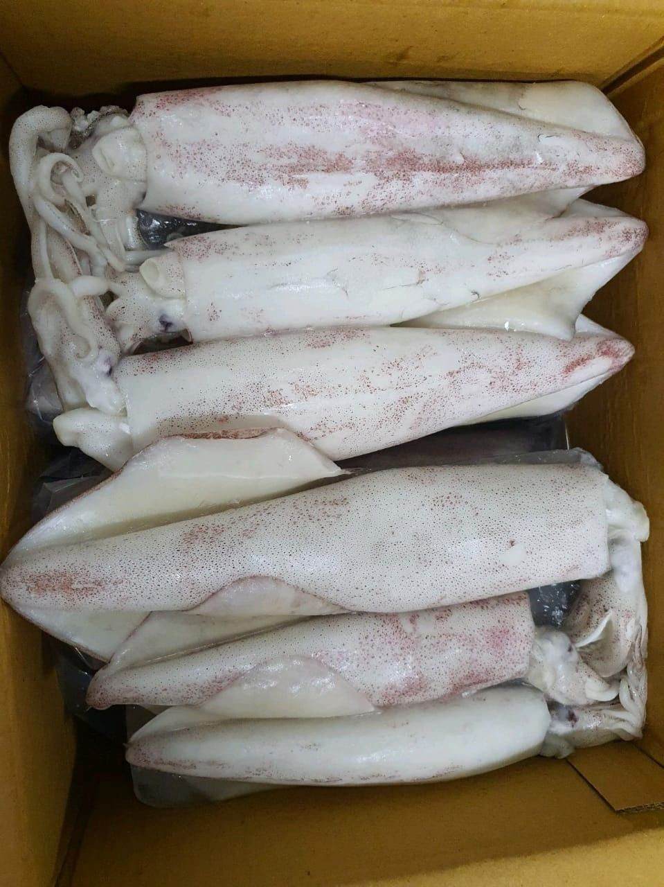 Wholesale Sell Bulk Fresh Frozen Dried Squid Frozen Dried Calamari Squid