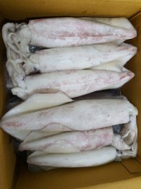 Wholesale Sell Bulk Fresh Frozen Dried Squid Frozen Dried Calamari Squid