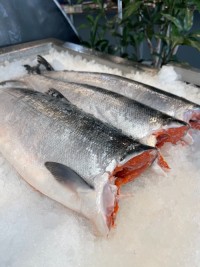 Buy Whole and Gutted Salmon now with Premium Quality guaranteed