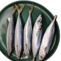Wholesale Fresh Frozen Fish Mackerel Frozen Whole Mackerel Prices Frozen Pacific Frozen Horse Mackerel Fish
