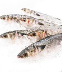 Grey whole and gutted mullet available in stock ready to ship with fast delivery for your fresh seafood