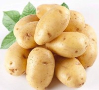 High Quality Fresh Potato New Crop Potato Fresh Vegetables Available at Wholesale Price