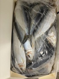 High Quality Frozen Dried Herring Fish From Vietnam Salt Preserved With Competitive Price for Wholesalers and Export