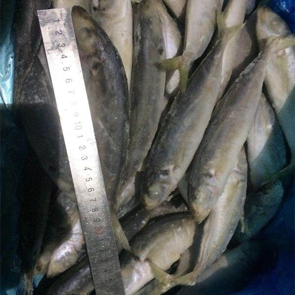 Wholesale Fresh Frozen Fish Mackerel Frozen Whole Mackerel Prices Frozen Pacific Frozen Horse Mackerel Fish