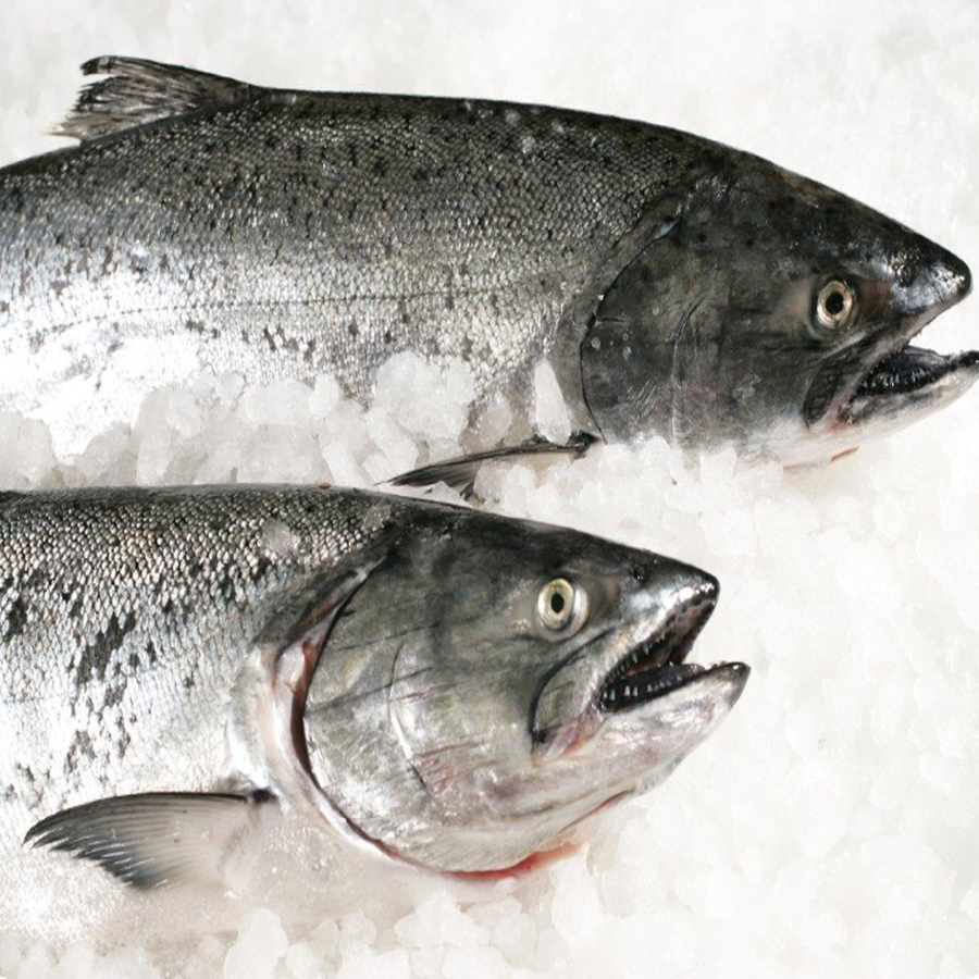 Buy Whole and Gutted Salmon now Premium Quality Seafood for sale