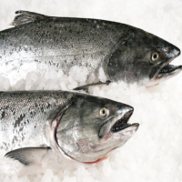 Buy Whole and Gutted Salmon now Premium Quality Seafood for sale
