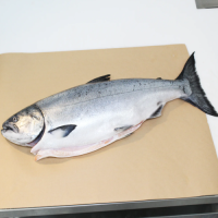Buy Whole and Gutted Salmon now Premium Quality Seafood for sale
