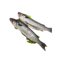 Grey whole and gutted mullet available in stock ready to ship with fast delivery for your fresh seafood