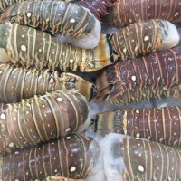 Fresh New Stock Seafood Fresh and Frozen Lobsters Best Wholesale Lobster Tails, Live Lobsters, Live Spiny Lobsters for