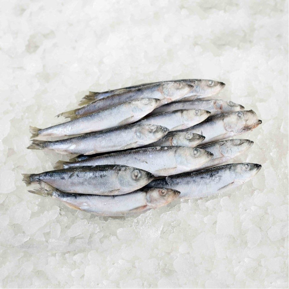 High Quality Frozen Dried Herring Fish From Vietnam Salt Preserved With Competitive Price for Wholesalers and Export