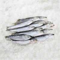 High Quality Frozen Dried Herring Fish From Vietnam Salt Preserved With Competitive Price for Wholesalers and Export