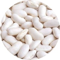 Hot Selling Good Quality Healthy Long White Sugar Bean Dry White Kidney Beans Natural
