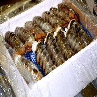 Fresh New Stock Seafood Fresh and Frozen Lobsters Best Wholesale Lobster Tails, Live Lobsters, Live Spiny Lobsters for