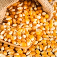 Organic Yellow Corn Premium Export Quality Dried Maize Wholesale Price + 50/kg Packaging