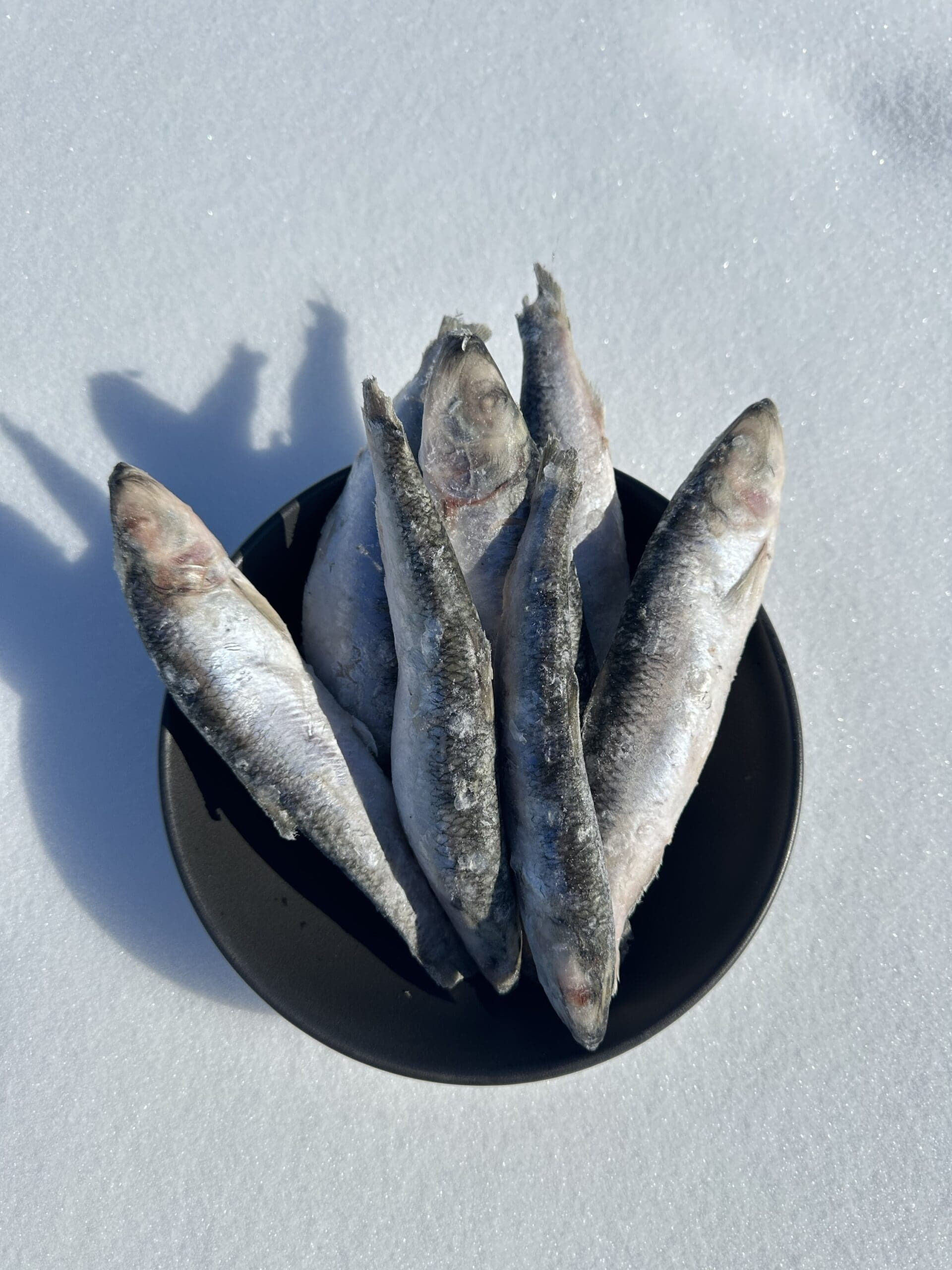 High Quality Frozen Dried Herring Fish From Vietnam Salt Preserved With Competitive Price for Wholesalers and Export