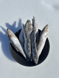 High Quality Frozen Dried Herring Fish From Vietnam Salt Preserved With Competitive Price for Wholesalers and Export