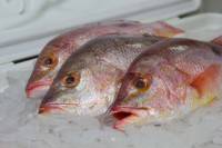 Order Frozen Pargo Fish In Stock With Fast Delivery Premium Quality Seafood