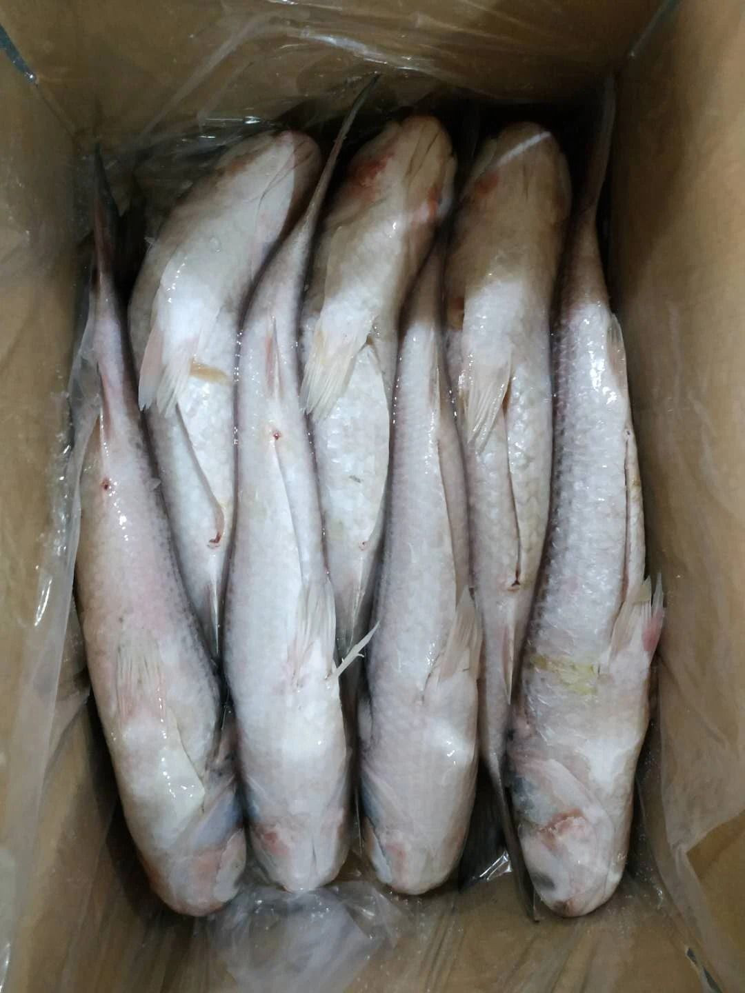 Grey whole and gutted mullet available in stock ready to ship with fast delivery for your fresh seafood