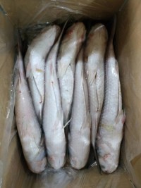 Grey whole and gutted mullet available in stock ready to ship with fast delivery for your fresh seafood