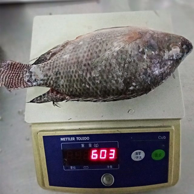 Frozen Fish Tilapia Custom Packing 10kg 10lbs Per Carton Iwp Ivp Iqf Frozen Tilapia Fish Frozen Black Tilapia Fish