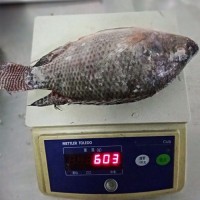 Frozen Fish Tilapia Custom Packing 10kg 10lbs Per Carton Iwp Ivp Iqf Frozen Tilapia Fish Frozen Black Tilapia Fish