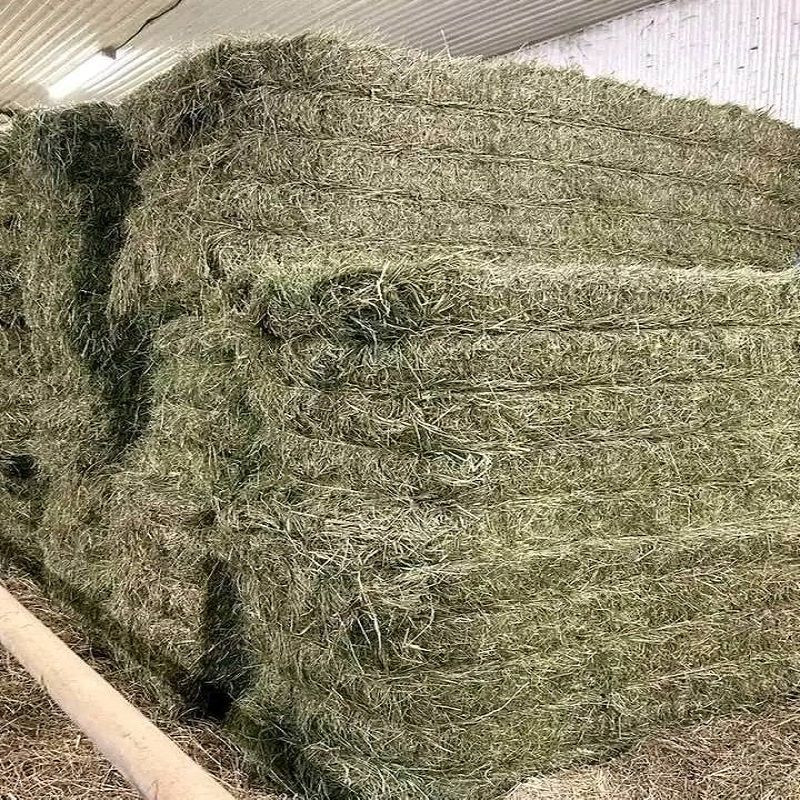 Alfafa Hay Animal Feeding Stuff Alfalfa, Hay/alfalfa hay Pellets Timothy Hay/ Alfafa in Bales Best Super Top Quality