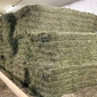 Alfafa Hay Animal Feeding Stuff Alfalfa, Hay/alfalfa hay Pellets Timothy Hay/ Alfafa in Bales Best Super Top Quality