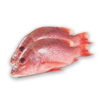 Order Frozen Pargo Fish In Stock With Fast Delivery Premium Quality Seafood