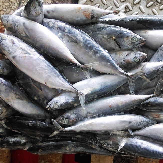 High Quality Frozen Skipjack Tuna Whole Round Frozen Tuna Fish Price