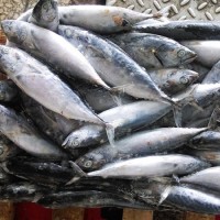High Quality Frozen Skipjack Tuna Whole Round Frozen Tuna Fish Price