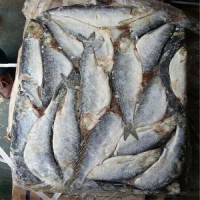 High Quality Frozen Dried Herring Fish From Vietnam Salt Preserved With Competitive Price for Wholesalers and Export