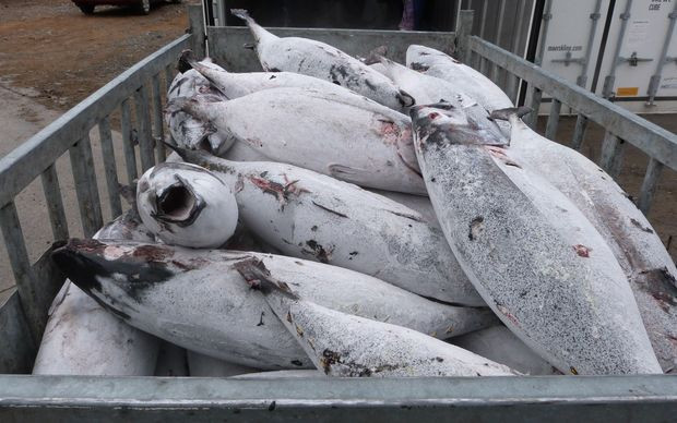 High Quality Frozen Skipjack Tuna Whole Round Frozen Tuna Fish Price