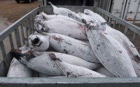 High Quality Frozen Skipjack Tuna Whole Round Frozen Tuna Fish Price