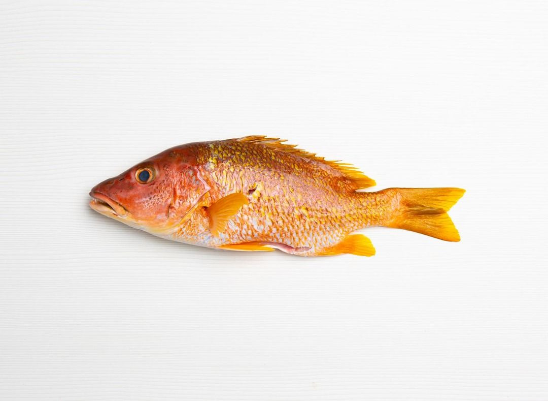 Order Frozen Pargo Fish In Stock With Fast Delivery Premium Quality Seafood