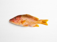 Order Frozen Pargo Fish In Stock With Fast Delivery Premium Quality Seafood