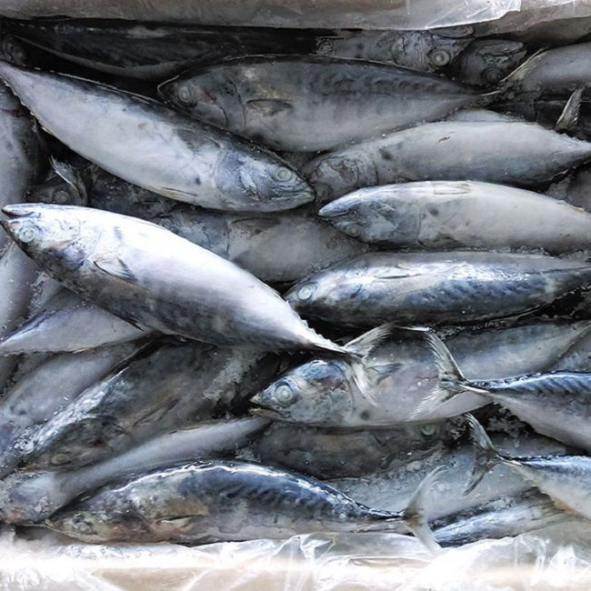 High Quality Frozen Skipjack Tuna Whole Round Frozen Tuna Fish Price