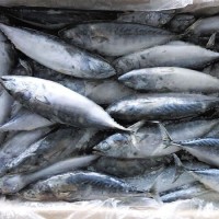 High Quality Frozen Skipjack Tuna Whole Round Frozen Tuna Fish Price