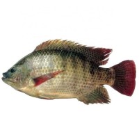 Frozen Fish Tilapia Custom Packing 10kg 10lbs Per Carton Iwp Ivp Iqf Frozen Tilapia Fish Frozen Black Tilapia Fish