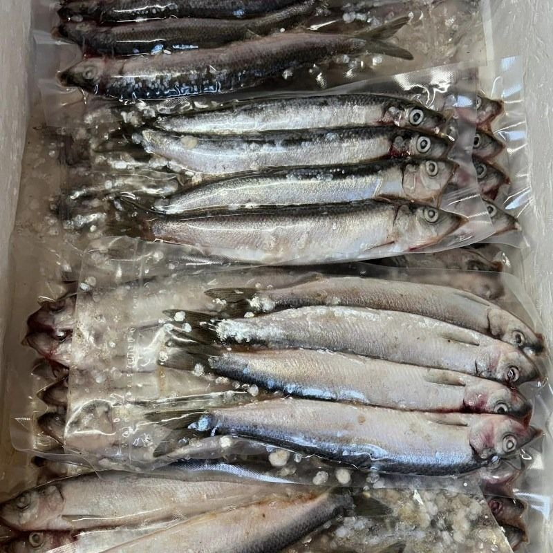 High Quality Frozen Dried Herring Fish From Vietnam Salt Preserved With Competitive Price for Wholesalers and Export