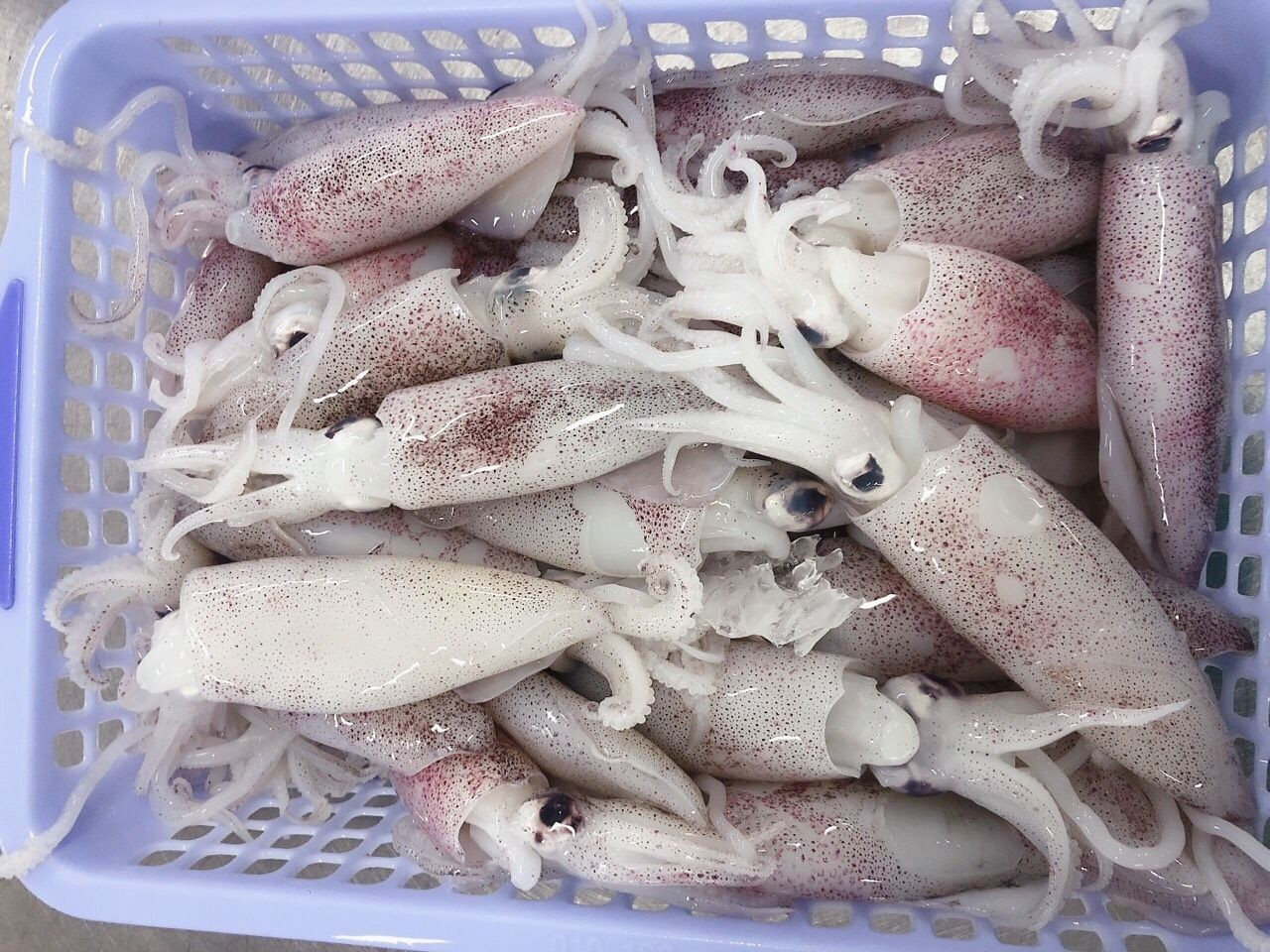 Wholesale Sell Bulk Fresh Frozen Dried Squid Frozen Dried Calamari Squid
