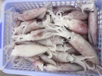 Wholesale Sell Bulk Fresh Frozen Dried Squid Frozen Dried Calamari Squid