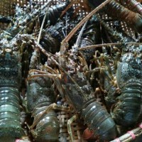 Fresh New Stock Seafood Fresh and Frozen Lobsters Best Wholesale Lobster Tails, Live Lobsters, Live Spiny Lobsters for