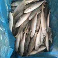 Wholesale Fresh Frozen Fish Mackerel Frozen Whole Mackerel Prices Frozen Pacific Frozen Horse Mackerel Fish