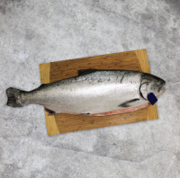 Buy Whole and Gutted Salmon now Premium Quality Seafood for sale