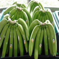 Natural High Quality Green Yellow Cavendish Banana Wholesale Top Grade Bananas Best Price Fresh Bananas