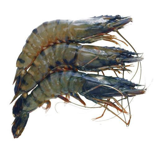 Frozen White Shrimp Delicious and Healthy Fresh Seafood Natural Vannamei Shrimp Small Shrimp