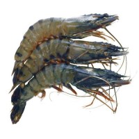 Frozen White Shrimp Delicious and Healthy Fresh Seafood Natural Vannamei Shrimp Small Shrimp